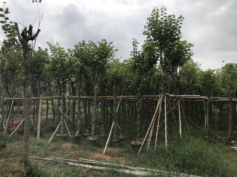 大量现货宫粉紫荆出售，各种规格胸径5-30公分