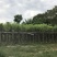 大量现货宫粉紫荆出售，各种规格胸径5-30公分