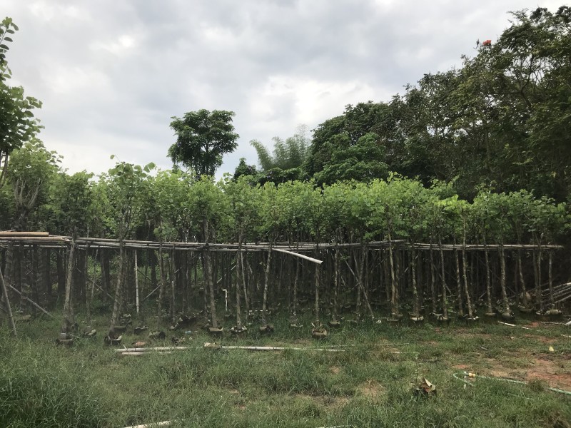 大量现货宫粉紫荆出售，各种规格胸径5-30公分