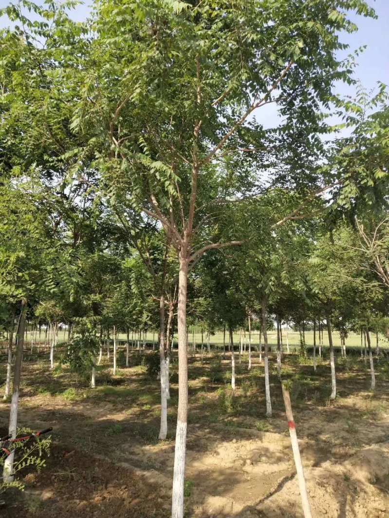 栾树精品树苗各种规格成活率高苗圃直发欢迎来电订购