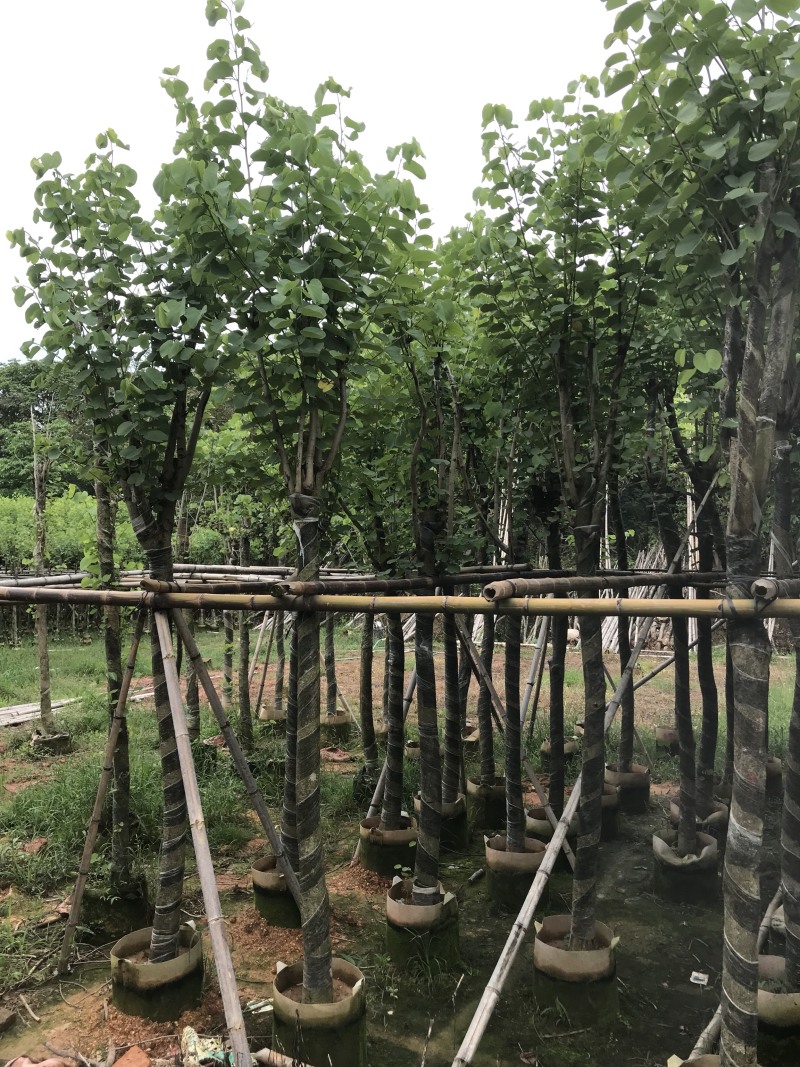 大量现货宫粉紫荆出售，各种规格胸径5-30公分