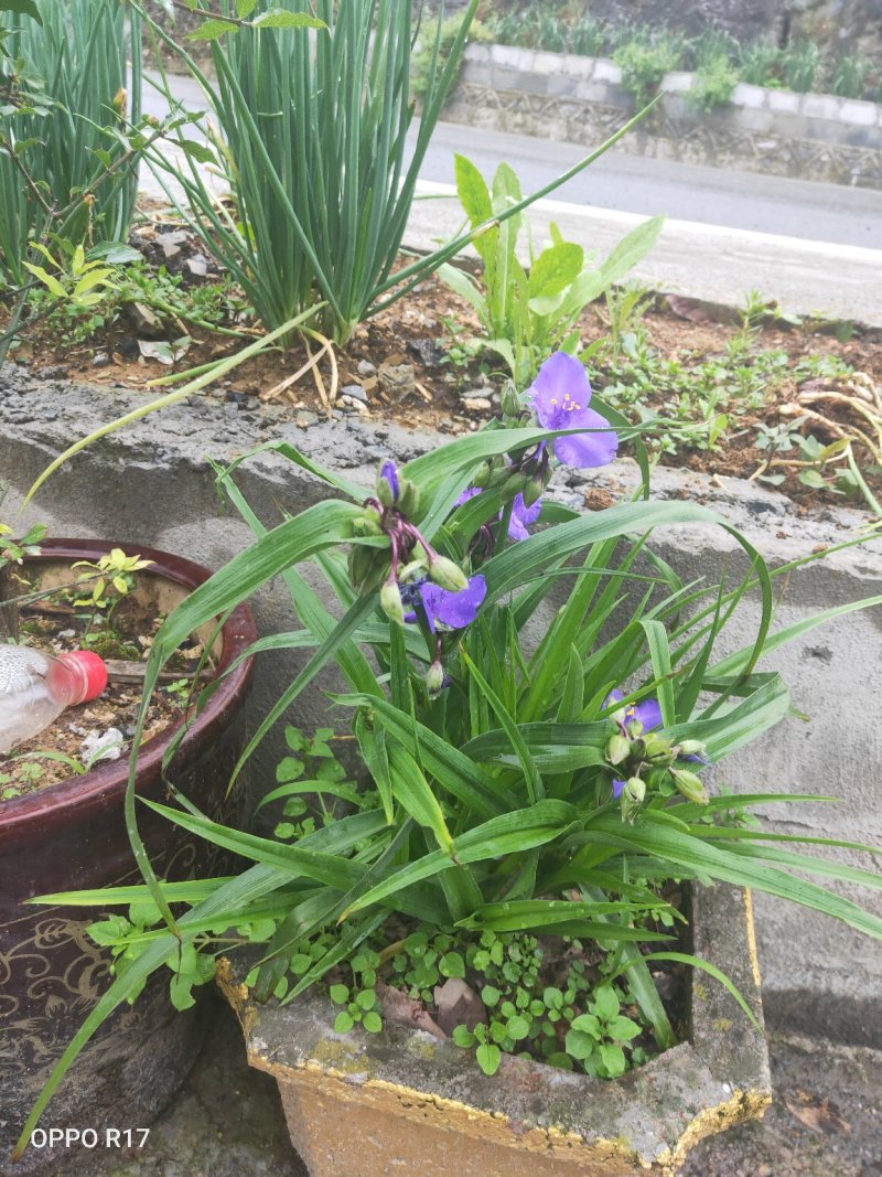 蓝花鸢尾苗四季长青花期特长阳台室内房前屋后及道路绿化