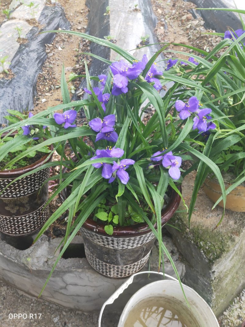 蓝花鸢尾苗四季长青花期特长阳台室内房前屋后及道路绿化