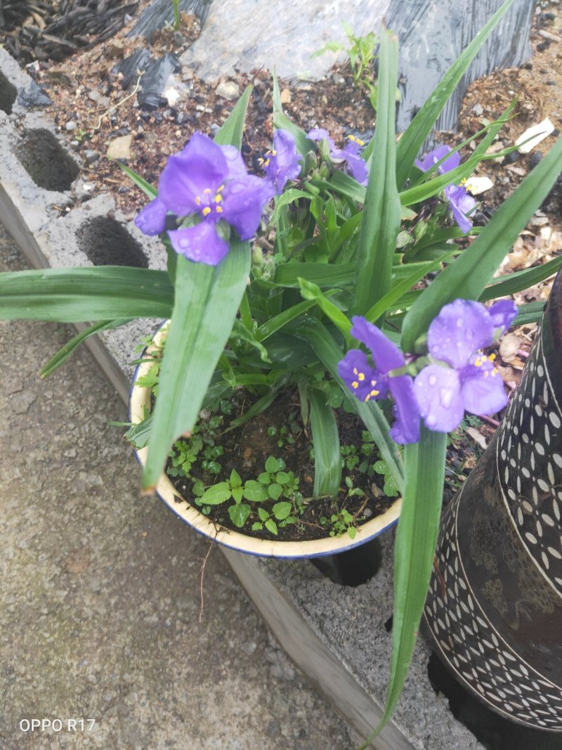 蓝花鸢尾苗四季长青花期特长阳台室内房前屋后及道路绿化