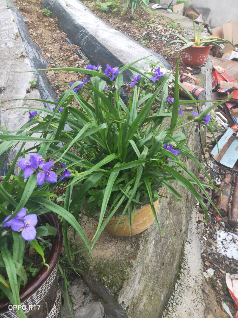 蓝花鸢尾苗四季长青花期特长阳台室内房前屋后及道路绿化