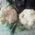 山西新鲜有机花菜松花菜产地批发大量上市价格从优
