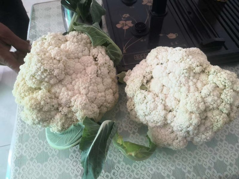 山西新鲜有机花菜松花菜产地批发大量上市价格从优
