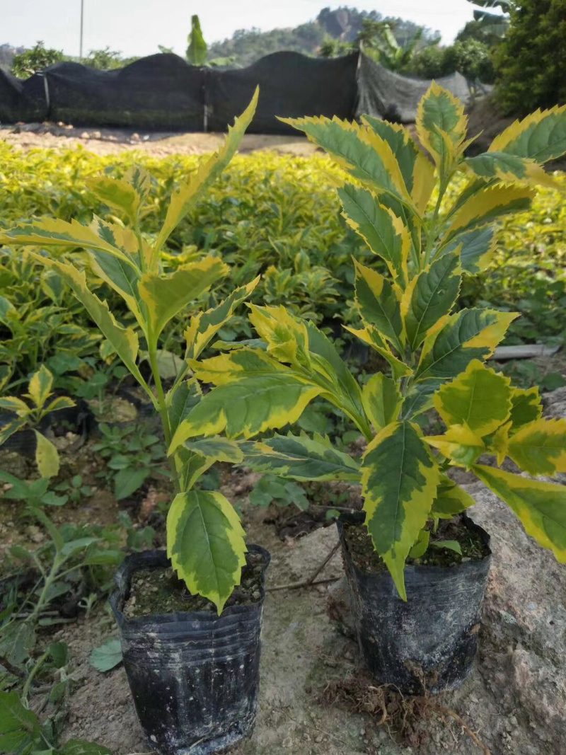 大量出售3斤袋，7斤袋金叶假连翘，货源充足，价格美丽。