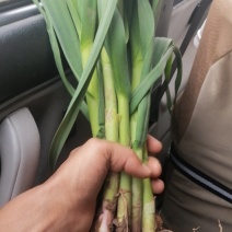 红根蒜苗