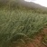 红根蒜苗