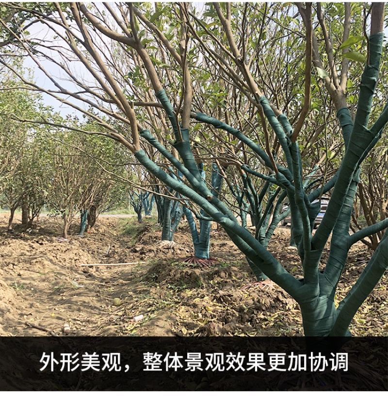 裹树布包树布园林护树宝保温防寒保湿绿化缠树