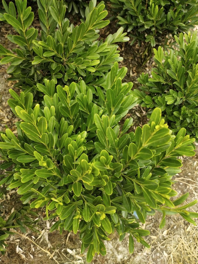 黄杨球8元一颗基地直销量大从优