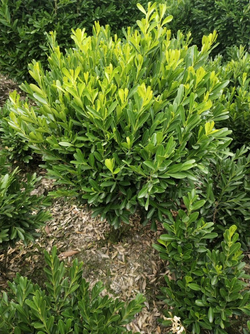 黄杨球8元一颗基地直销量大从优