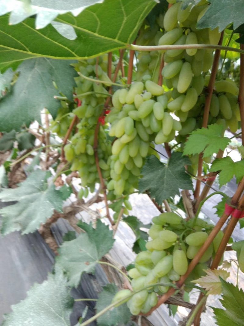 金手指葡萄苗，甜度高，当年上架苗，根系发达，当年结果