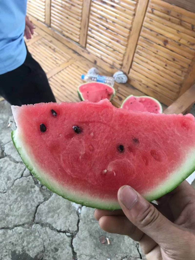 8424早佳美都精品西瓜现货