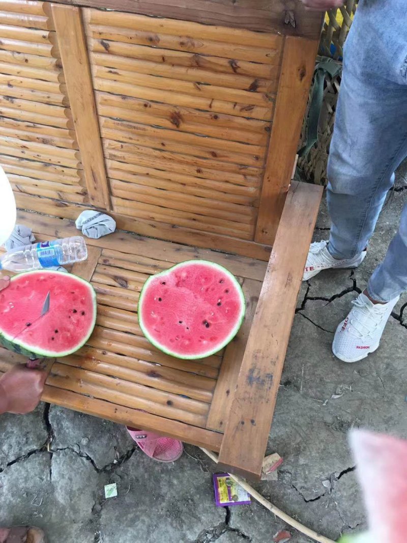 8424早佳美都精品西瓜现货