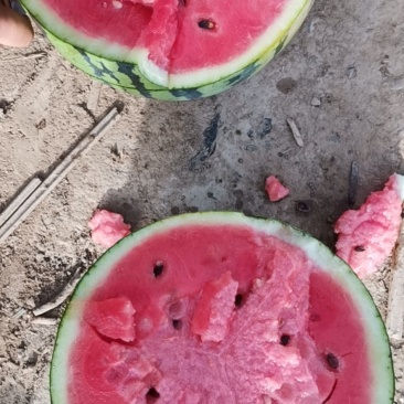 精品陕西甜王大量有货，价格便宜，