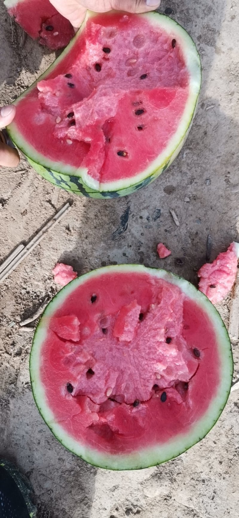 精品陕西甜王大量有货，价格便宜，