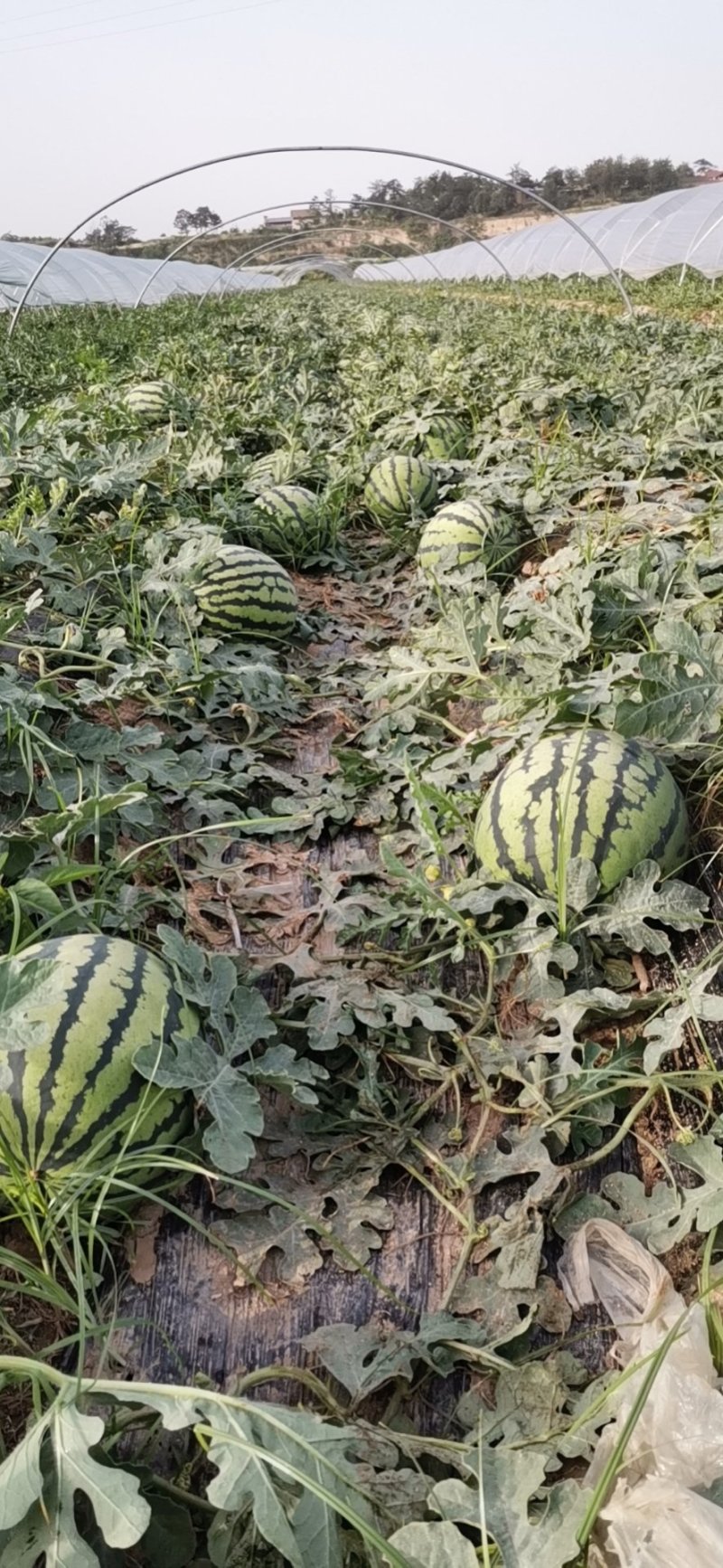 精品陕西甜王大量有货，价格便宜，