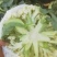 河北邯郸，有机花菜，松花菜，保质保量交通运输方便诚信经营