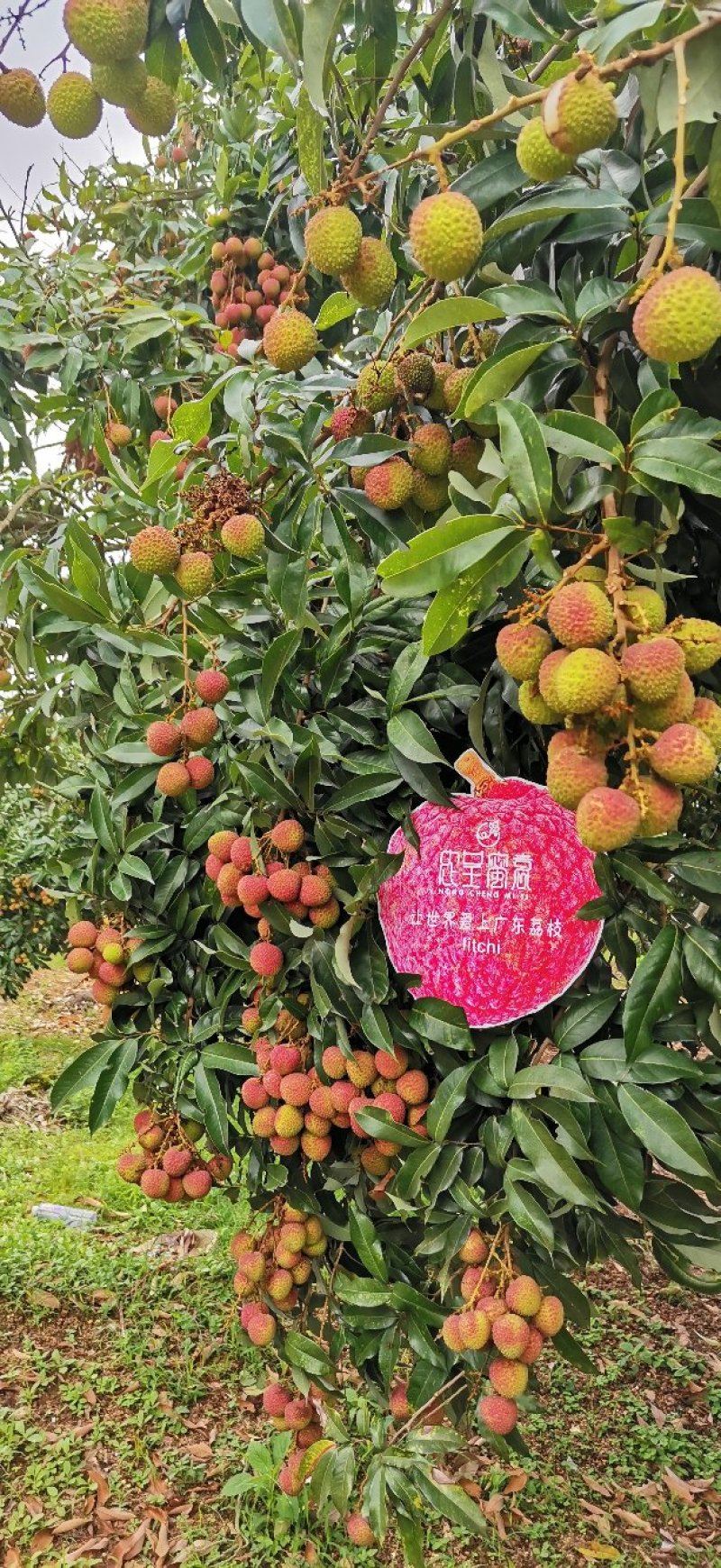 荔枝大量上货价格稳定可实力供货全国客商欢迎洽谈
