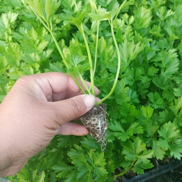 优质芹菜苗火爆预订中，，，，，，，，，，，