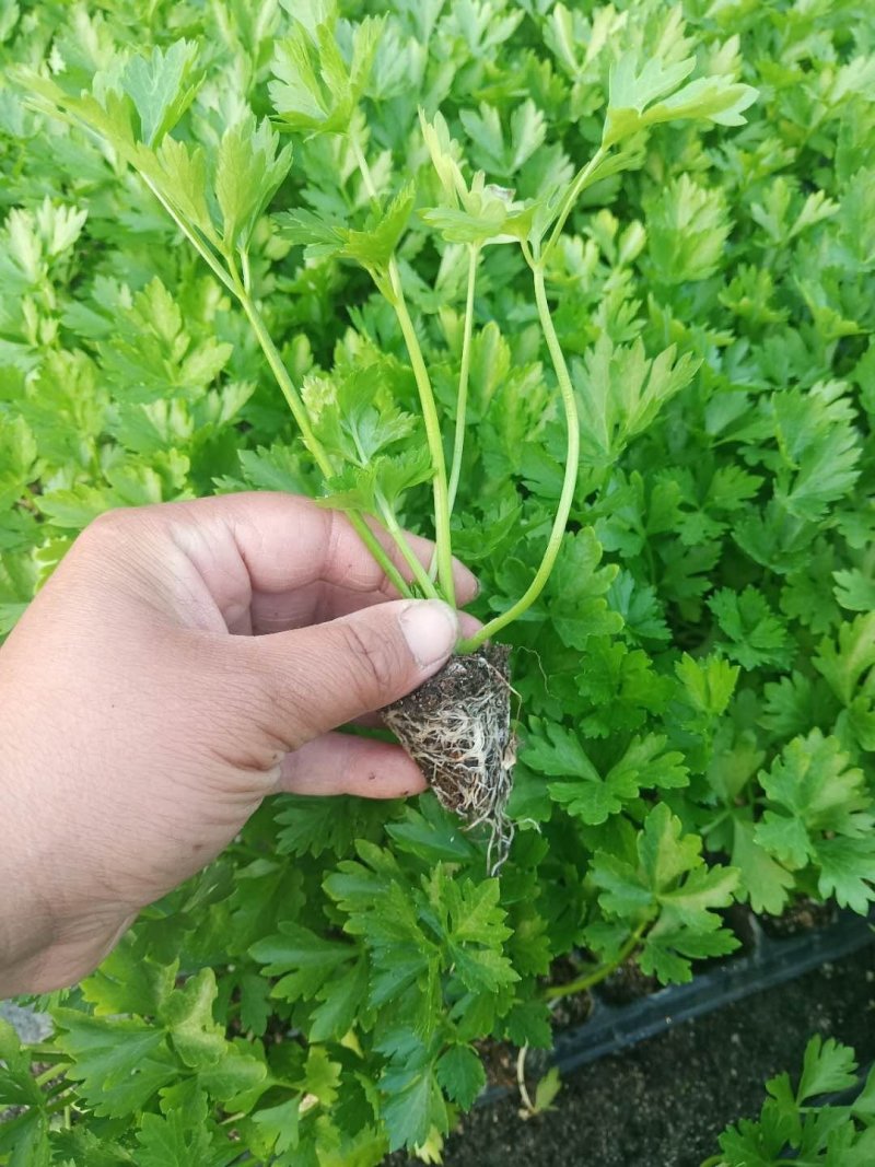 优质芹菜苗火爆预订中，，，，，，，，，，，