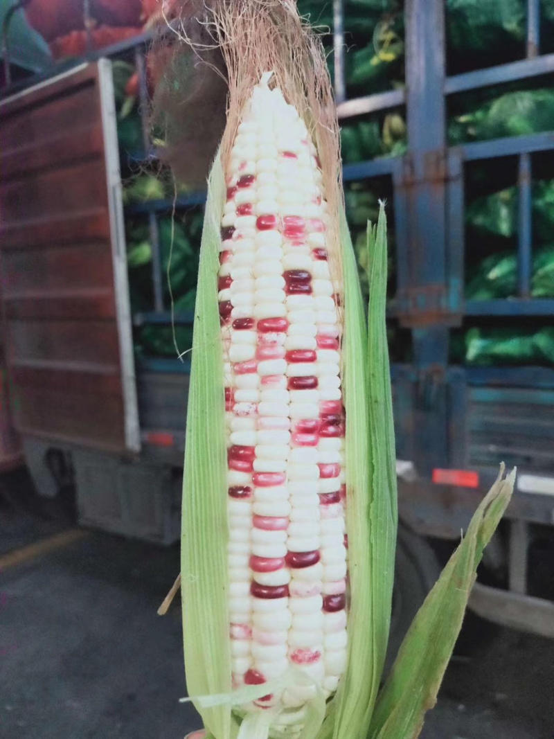 甜、糯玉米大量供应