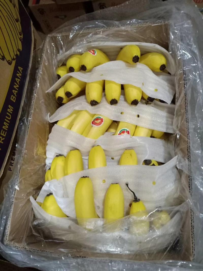 优质基地香蕉果面干净把型漂亮口感糯甜不硬心金黄色