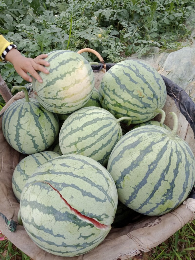 【推荐】湖北团风县麒麟西瓜基地直供量大从优包熟包甜