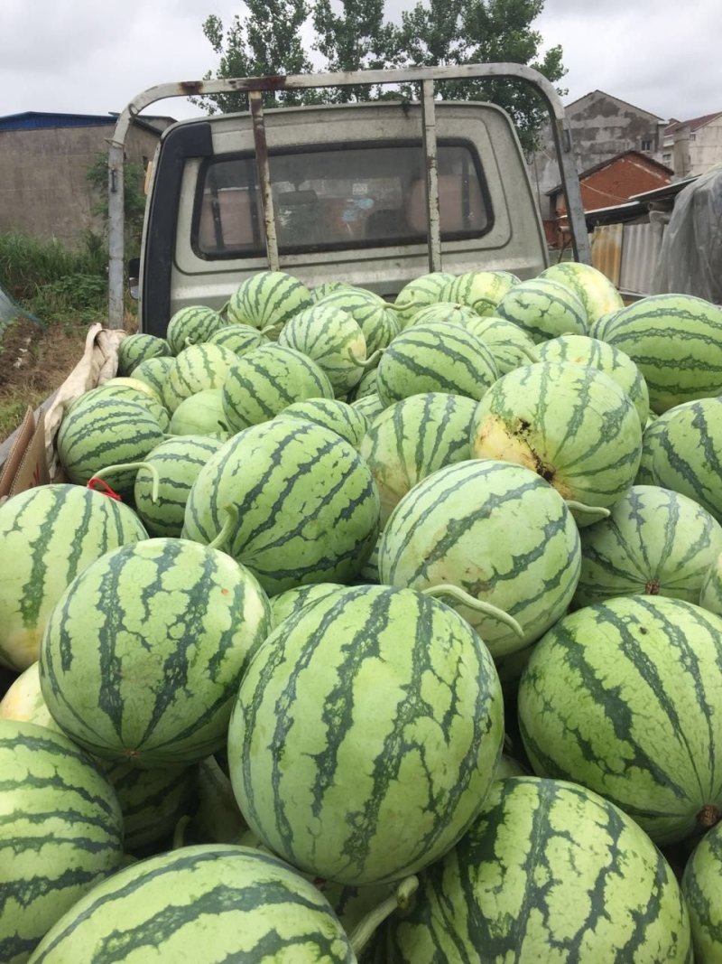 【推荐】湖北团风县麒麟西瓜基地直供量大从优包熟包甜