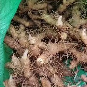 广东省连州新鲜玉竹统货，自己基地，一手货源，质量保证