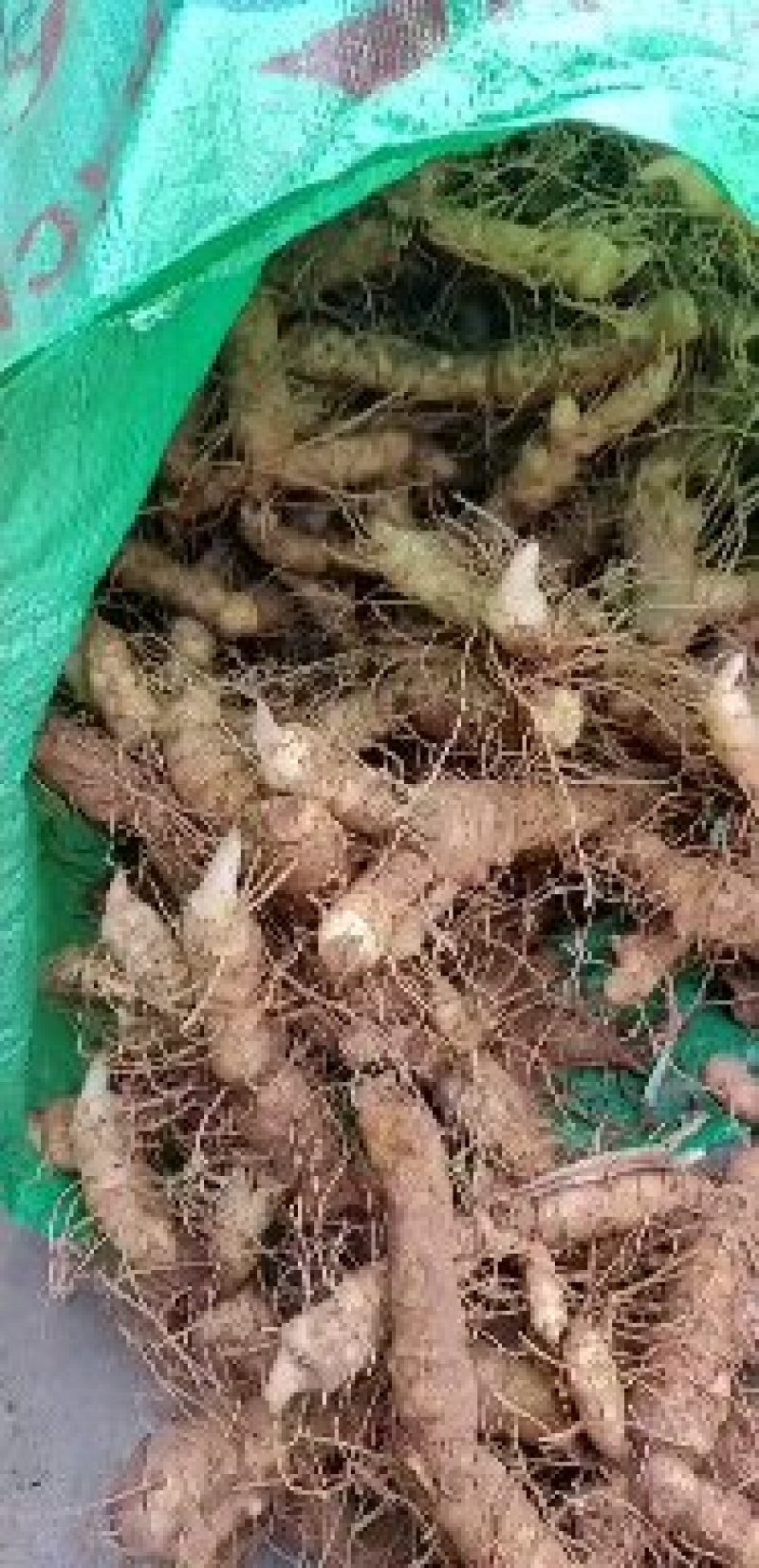 广东省连州新鲜玉竹统货，自己基地，一手货源，质量保证