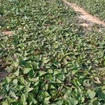 陆地大田苗商薯19，龙薯九号，西瓜红，红薯苗基地直供