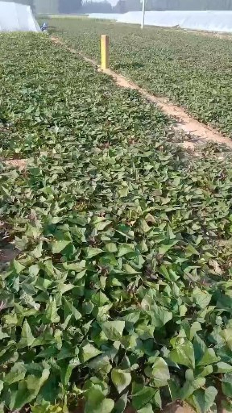 陆地大田苗商薯19，龙薯九号，西瓜红，红薯苗基地直供