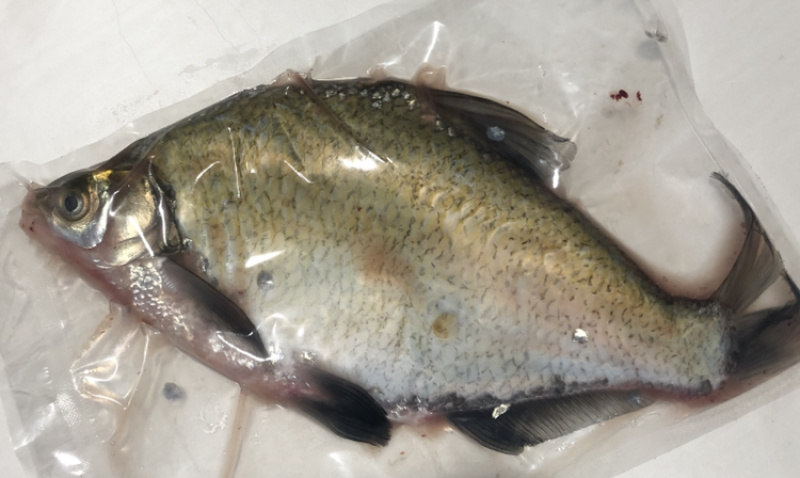 风干武昌鱼，开袋即食武昌鱼三去武昌鱼，各种淡水鱼