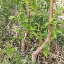 沧州献县正发枣树种植有限公司常年供应黄李子苗，大黄干核