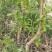 沧州献县正发枣树种植有限公司常年供应黄李子苗，大黄干核