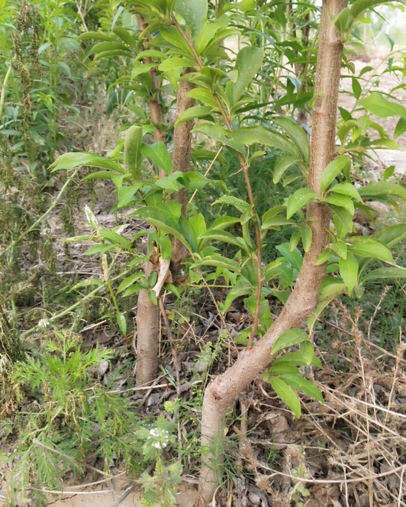 沧州献县正发枣树种植有限公司常年供应黄李子苗，大黄干核