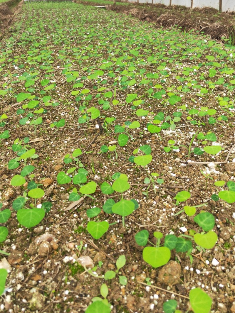 粉防己别名土木香有杯苗、托盘苗，地苗和一年两年苗