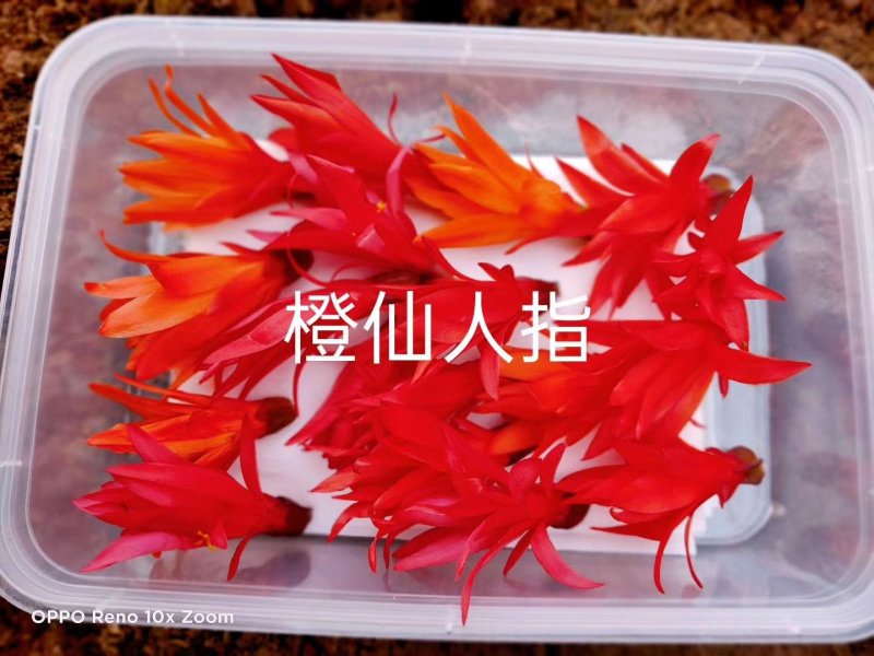 花的世界，食用三色花，元宝花，菊花，吊兰，千叶菊