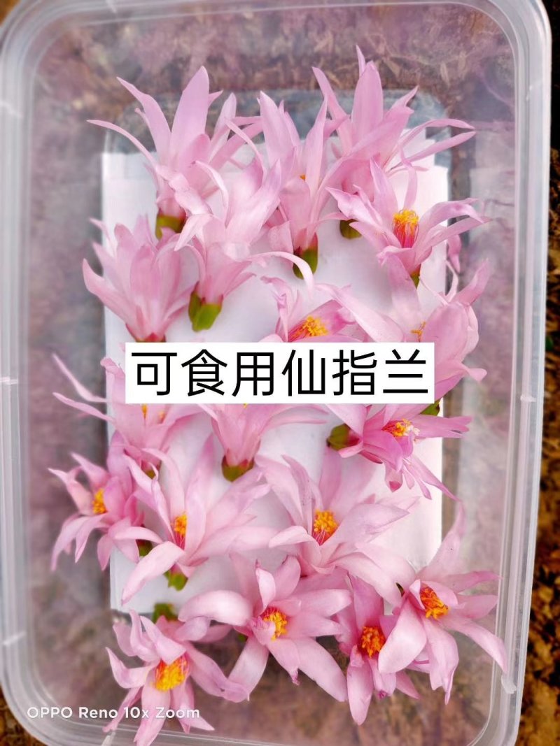 花的世界，食用三色花，元宝花，菊花，吊兰，千叶菊