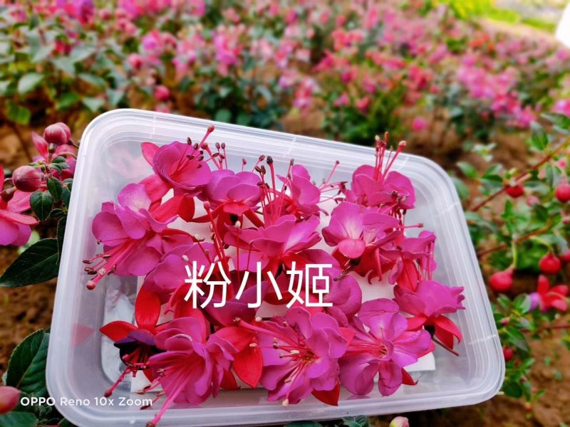花的世界，食用三色花，元宝花，菊花，吊兰，千叶菊