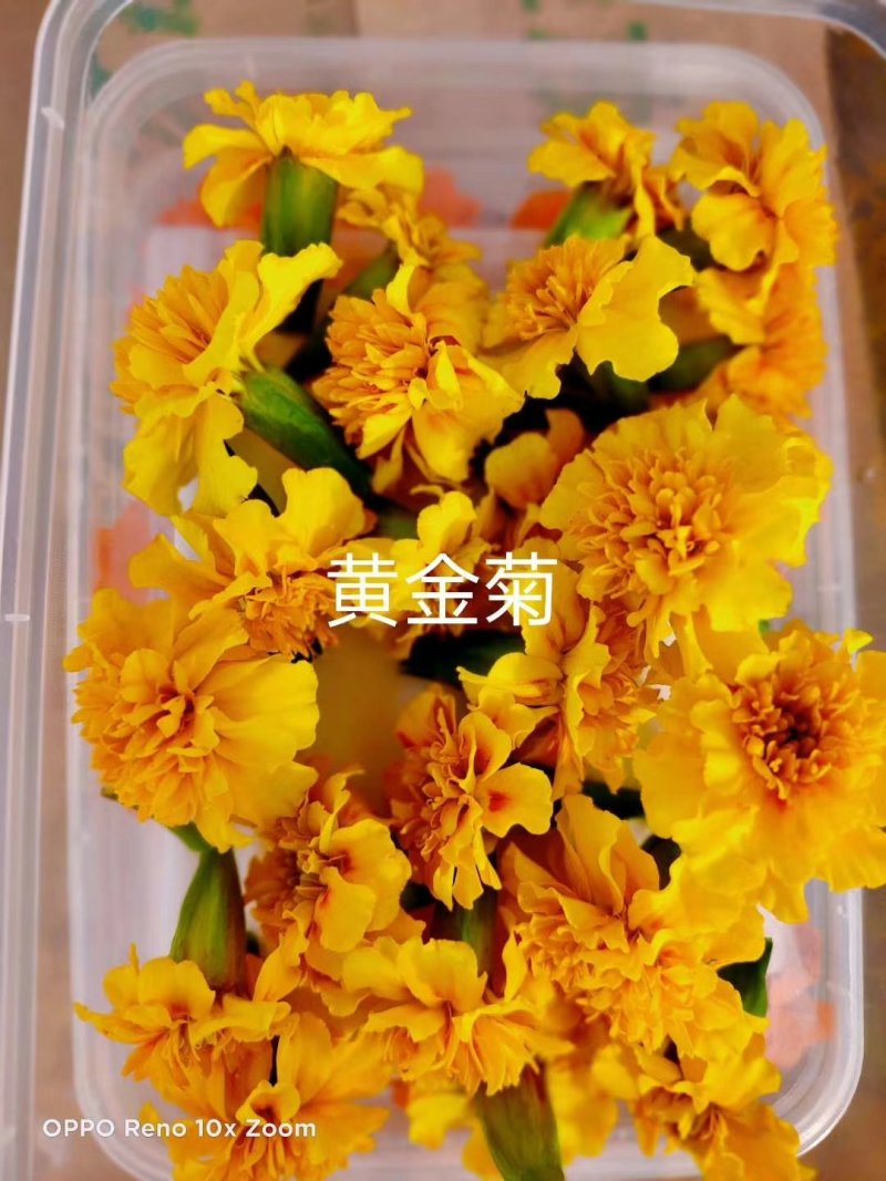 花的世界，食用三色花，元宝花，菊花，吊兰，千叶菊