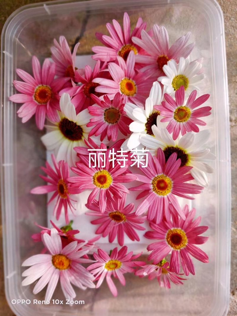 花的世界，食用三色花，元宝花，菊花，吊兰，千叶菊