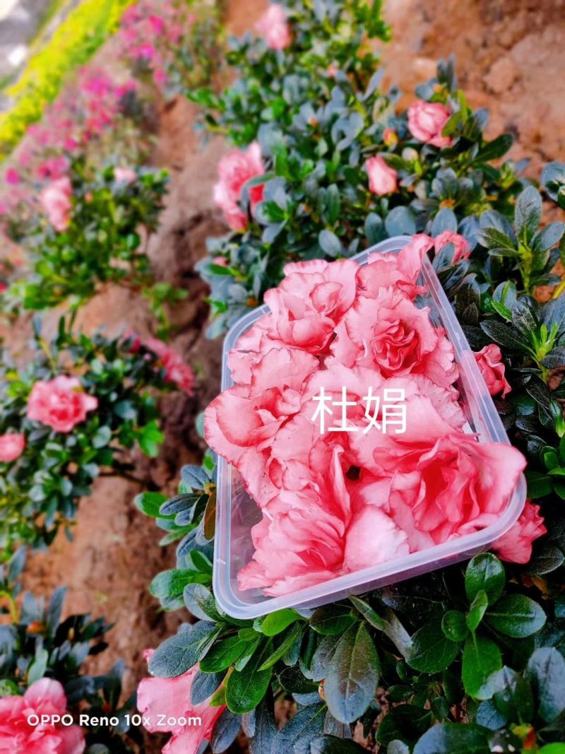 花的世界，食用三色花，元宝花，菊花，吊兰，千叶菊