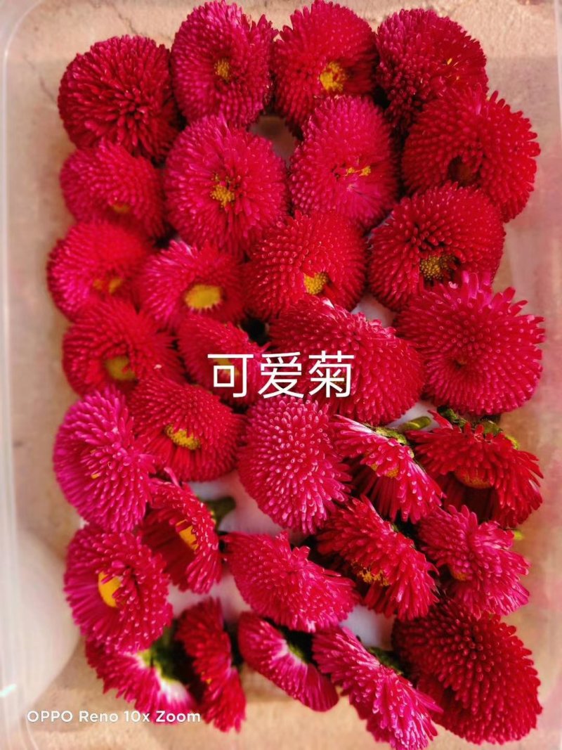 花的世界，食用三色花，元宝花，菊花，吊兰，千叶菊