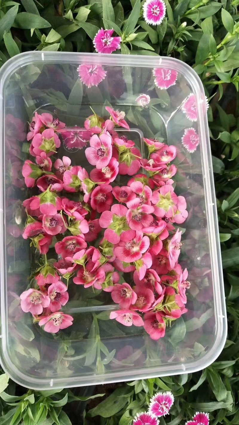 花的世界，食用三色花，元宝花，菊花，吊兰，千叶菊