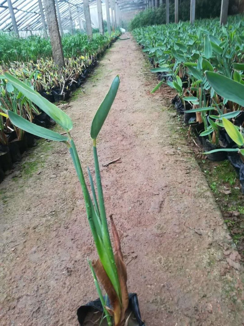 再力花！水生植物种植基地绿化工程专用苗木