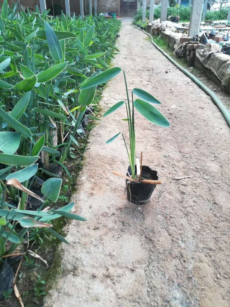 再力花！水生植物种植基地绿化工程专用苗木